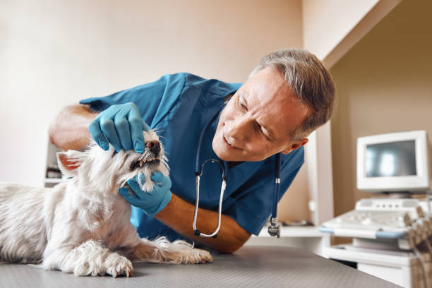  Santa Fe, TX Emergency Dentist Pros